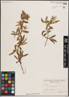 Foto von Salix excelsa S. G. Gmel.